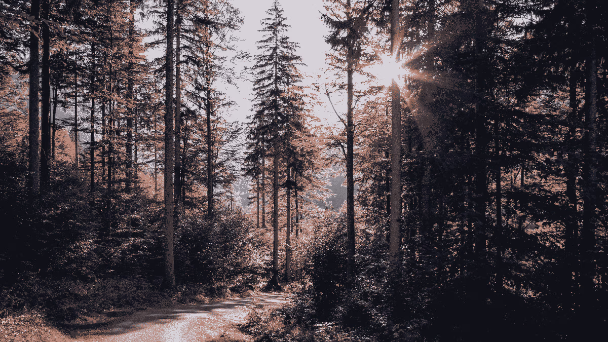 trauma-informed-web-design-community-organisations